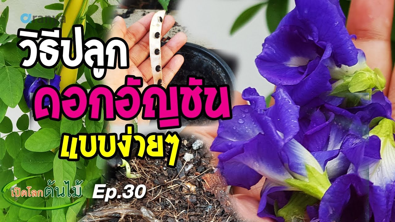 วิธีปลูกดอกอัญชัน แบบง่ายๆ|เปิดโลกต้นไม้ Ep.30| Aranya Channel