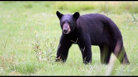 The Lowdown on Bears and Hibernation