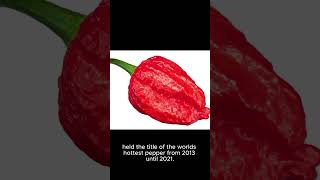 The hottest peppers ever!!!
