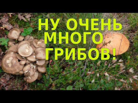 НЕВЕРОЯТНО МНОГО ГРИБОВ - МУРМАНСКАЯ ОБЛАСТЬ 26 июля 2022