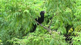 Asian Koel screenshot 3