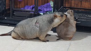 marmot has scratched the prairie dog&#39;s itch