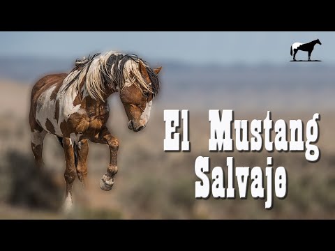 Mustang Salvaje ¿De