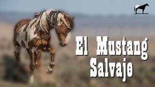 Mustang Salvaje ¿De Que Razas Se Formo? (Líneas De Caballos Mustang) Del Cerro Soy