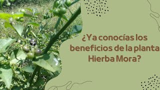 Discover the Incredible Benefits of Black Nightshade: A Powerful Natural Remedy!