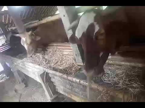 Sapi sapi besar makan jerami kering - YouTube