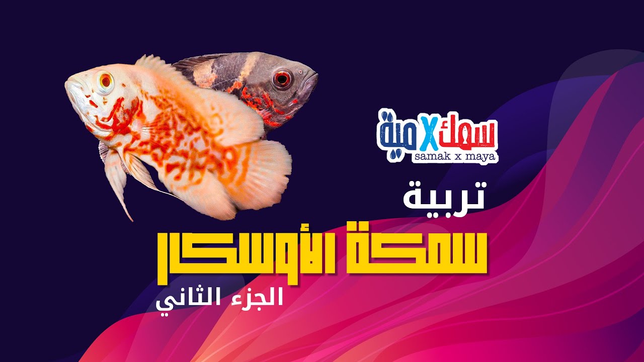 سمكة الاوسكار الجزء الثاني -تغذية سمكة الاوسكار