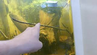 Fighting with hornwort