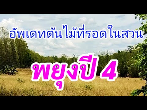 ไม้พยุง 4 ปี