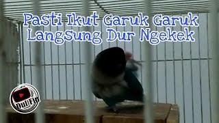 Masteran Jebol Birahi Lovebird Jantan Pasti Ikut Garuk Garuk Langsung Dur Ngekek