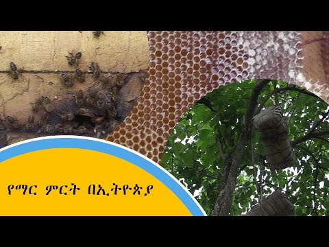 ቪዲዮ: የማር እንጉዳይ (20 ፎቶዎች) - የጫካው መግለጫ። በመሬት ገጽታ ንድፍ ፣ በመትከል እና በእንክብካቤ ውስጥ ‹ሜግሩን› ፣ ‹ግርማ› እና ሌሎች የጌጣጌጥ የጫጉላ ዝርያዎች