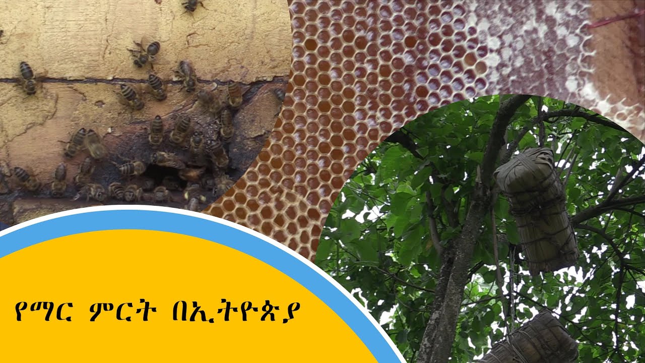 የማር ምርት በኢትዮጵያ