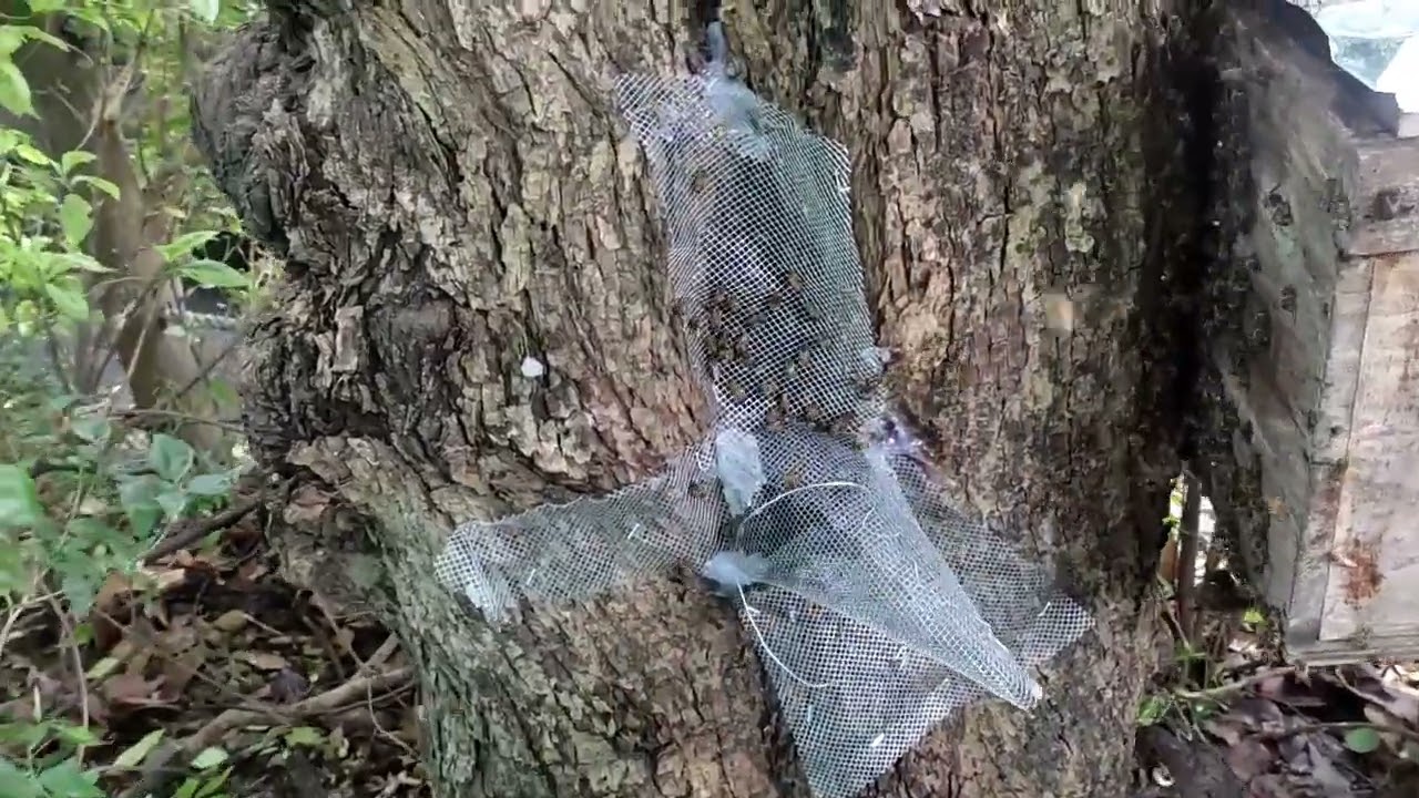 Rescate de abejas con método de embudo