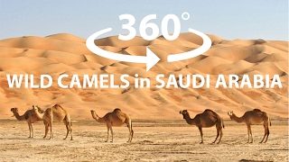 Wild camels in Saudi Arabia 4K HD 360° VR Virtual Reality 3D video