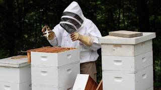 Meet Douglas Heck A Beekeeper In Taneytown Maryland - Personal Video Project By Kelly Heck