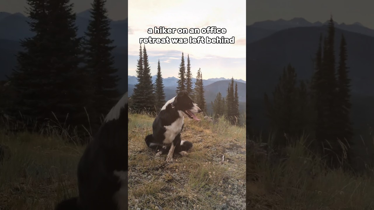 leave work early. make memories with your dogs.