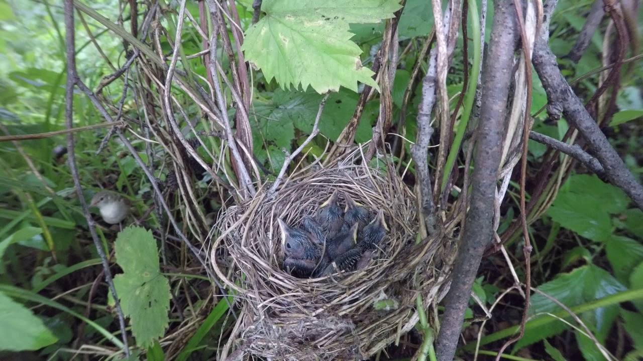Камышовка садовая 170702 1 в Поганово 2017 07 14 GP 6