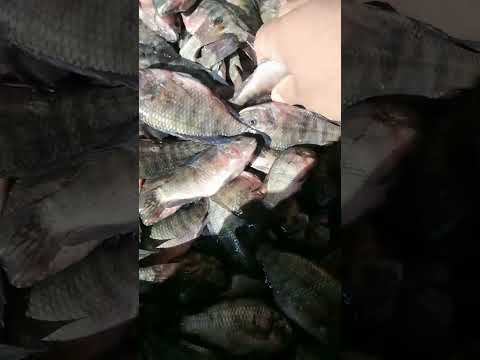 سعر السمك اليوم اسعار السمك اليوم بليمي اخضر بطارخ جوده نوع ترند