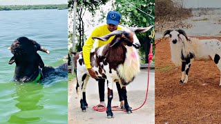 Madurai Sheep's Amazing Video 🔥❤️❤️😀 For Sheep Lover's