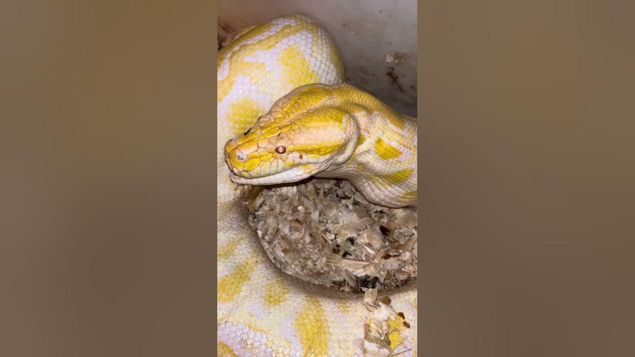 Pythons eating chickens #python - YouTube