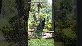 Peacock/🌷🌷🌷 #music #hardstyle #dj #edm #remix