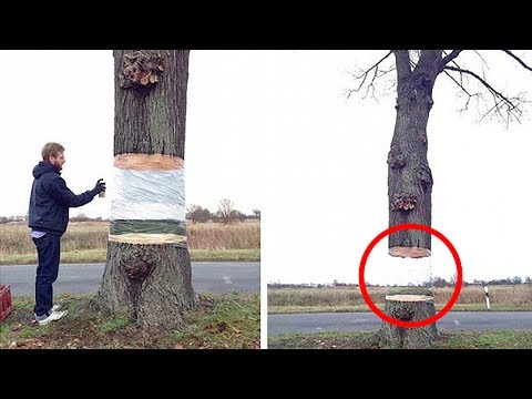 Video: Un banco de peces horquilla con forma de pez gigante: instalación de Ian McChesney