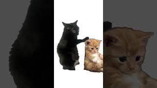 Aftercare Explained By Cats