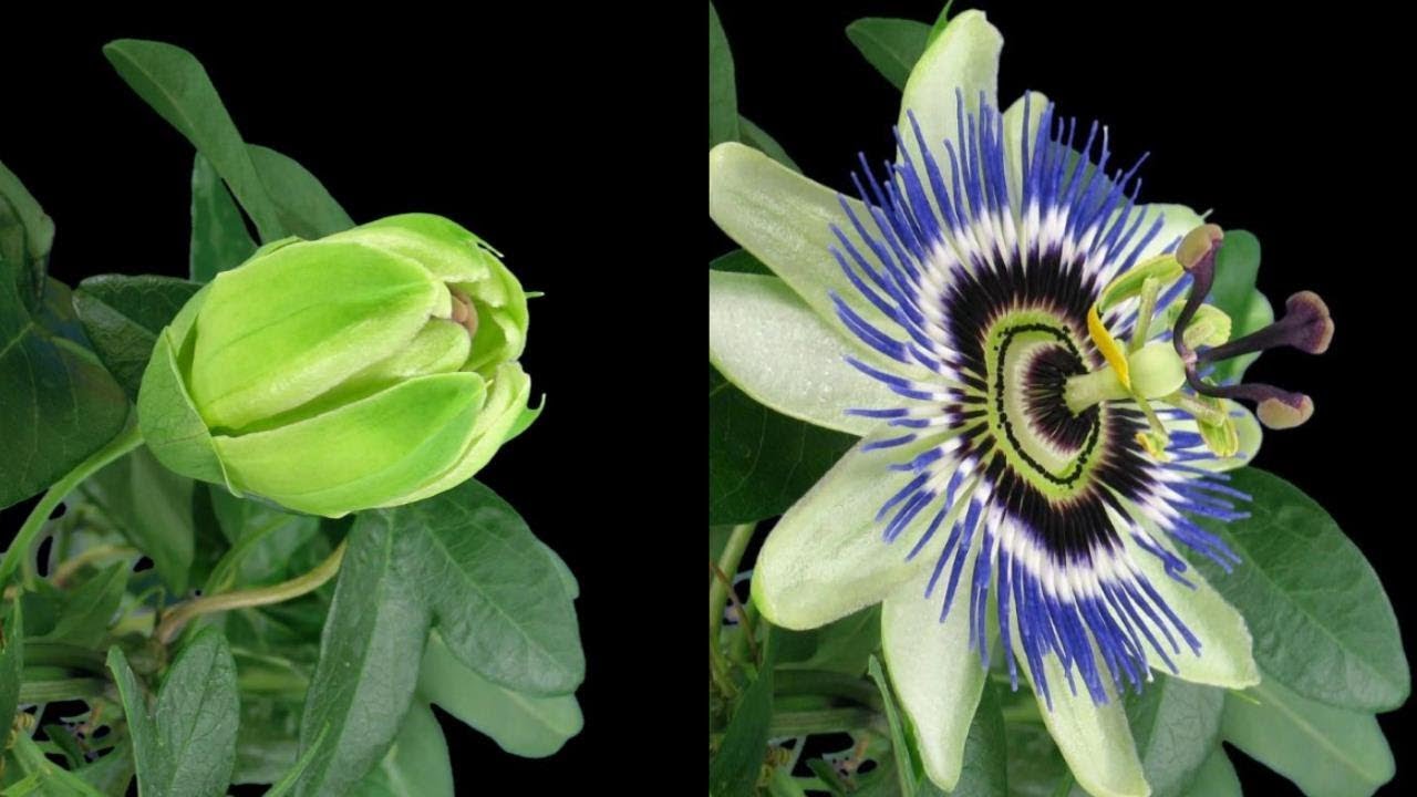 Timelapse Passion Flowers Growing and Blooming - YouTube