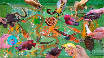 Tổng hợp các video cá cảnh đẹp, động vật dễ thương, cá koi, cá betta, cá trân châu, rùa, rắn, lươn