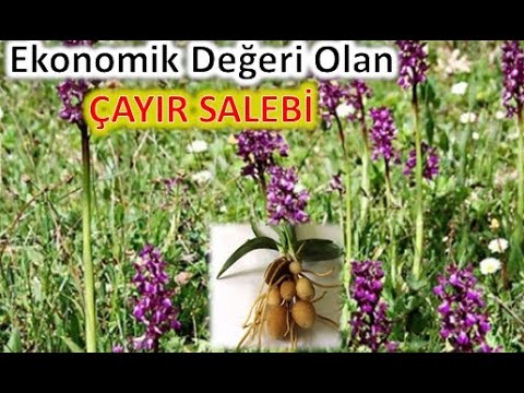 Video: Helleborine Bitki Bilgisi: Büyüyen Yabani Epipactis Orkideleri Hakkında Bilgi