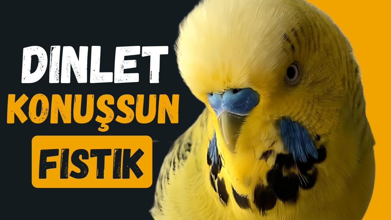 Konuşan Muhabbet Kuşu Fıstık Cici Kuş Babacık Aşkım öpücük dinlet konuşsun dinlet ötsün