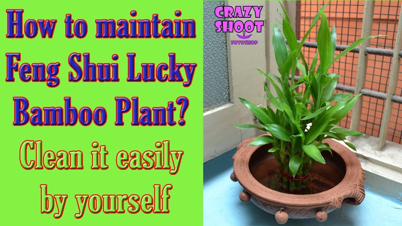  Feng  Shui  Lucky  Indoor Plants