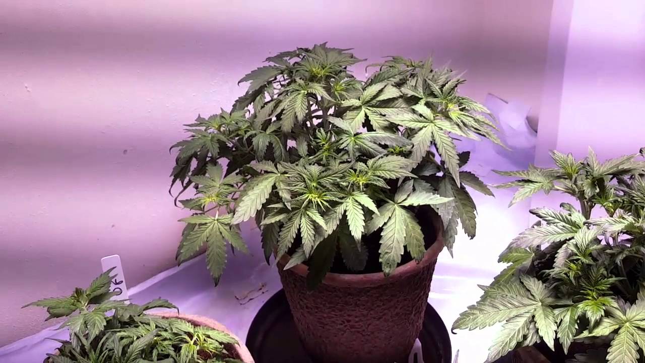 Day 25 Perfect Sun 1000 LED Closet grow  auto Fast Buds OG Six Shooter