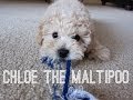 MEET CHLOE THE MALTIPOO PUPPY | TOO CUTE