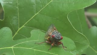Expert shares what you can expect from cicadas this month