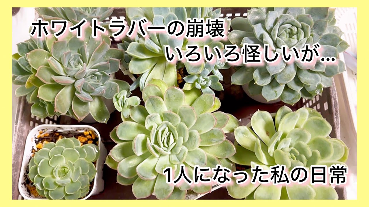 多肉植物]ホワイトラバーの崩壊…いろいろ怪しいが…^_^1人になった私の