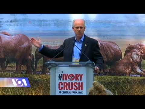 ნიუ-იორკში სპილოს ძვლის ნაკეთოებები გაანადგურეს