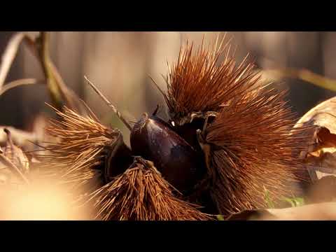 ეთნოფორი • etnopori (ანონსი / რიგით 169-ე) 28.02.2019 წ.