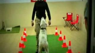 Criollo - Walking Back