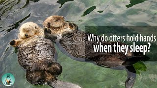 Why do otters hold hands when they sleep?