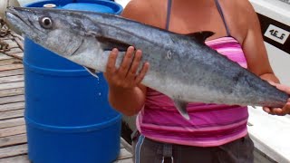 Facts The King Mackerel
