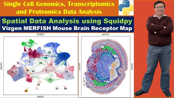 Spatial Data Analysis using Squidpy: Vizgen MERFISH Mouse Brain Receptor Map