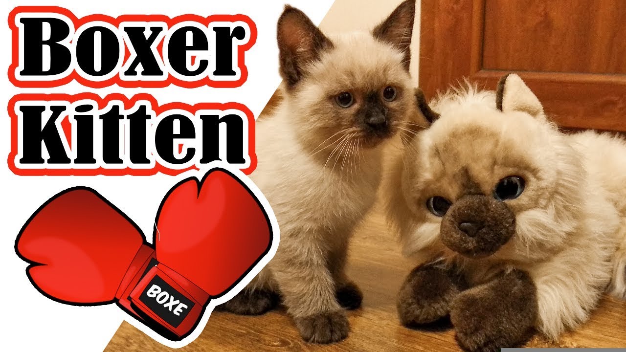 Kitten vs Toy Cat Boxing YouTube