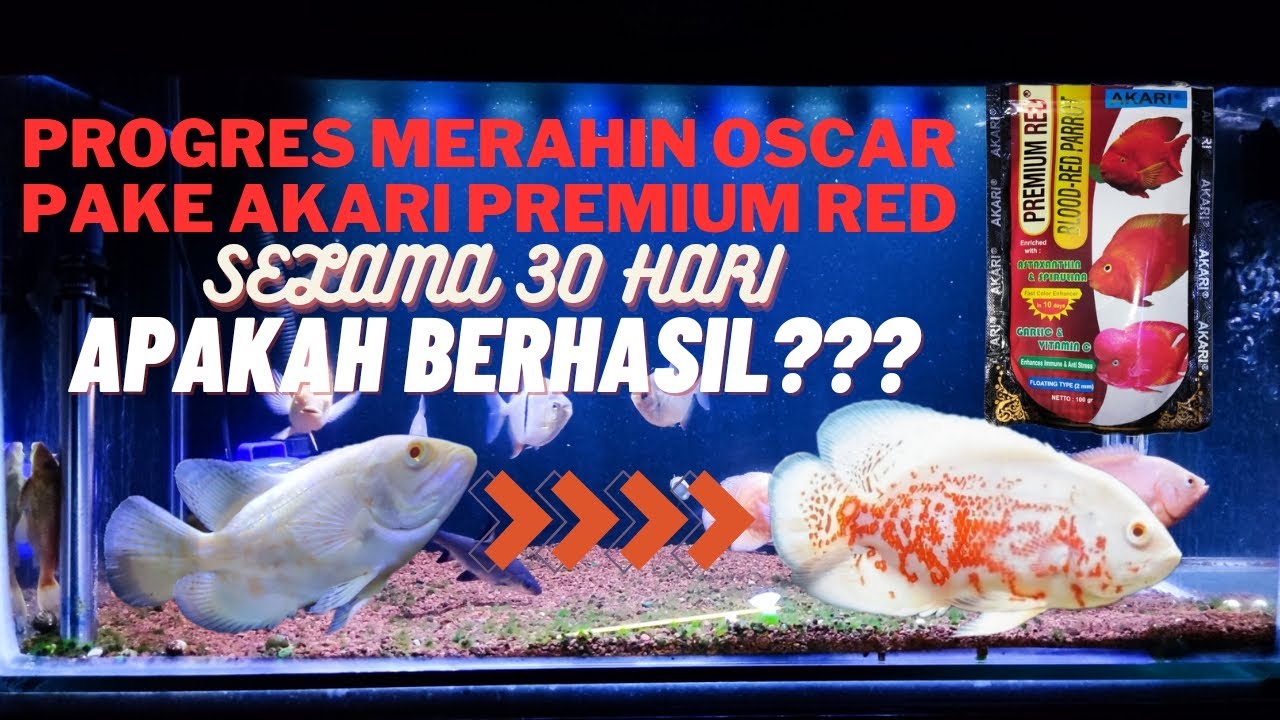 BISA MERAH ENGGA YA PAKE PELET AKARI PREMIUM RED SELAMA 30 HARI ?