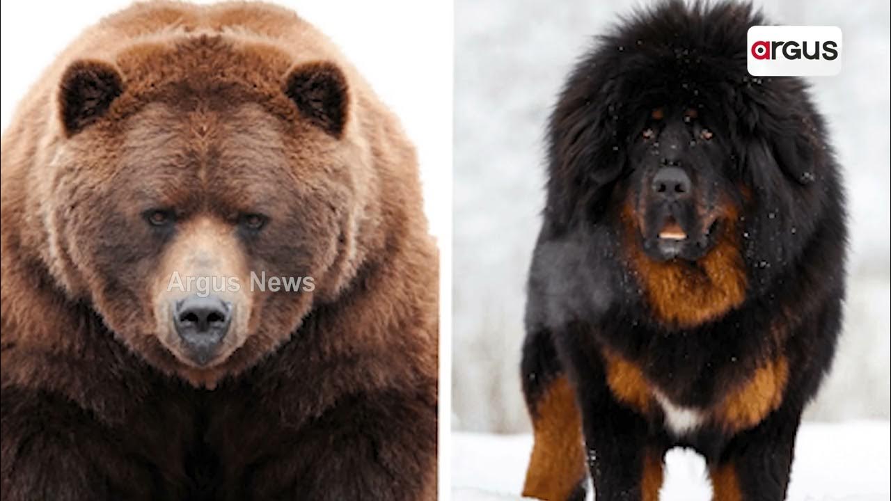 Puppy Adopted By Chinese Family Turns Out To Be Bear Years Later YouTube