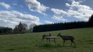 Deer Family 🦌 Clouds and Flashing Fields of Sunlight by soarornor 115 views 4 weeks ago 3 minutes, 55 seconds