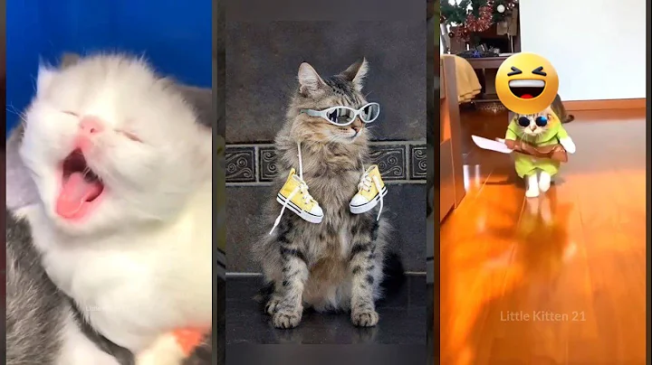 Video 11158821: talking pets funny cats, cat sound funny, funnycats