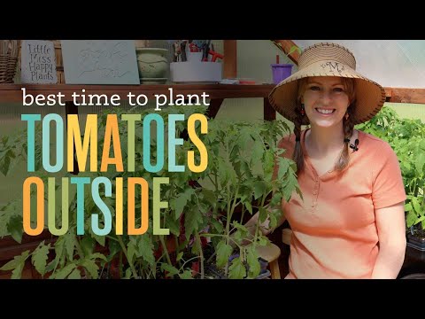 Video: Hvornår skal jeg plante tomater - Korrekte tomatplantningstider