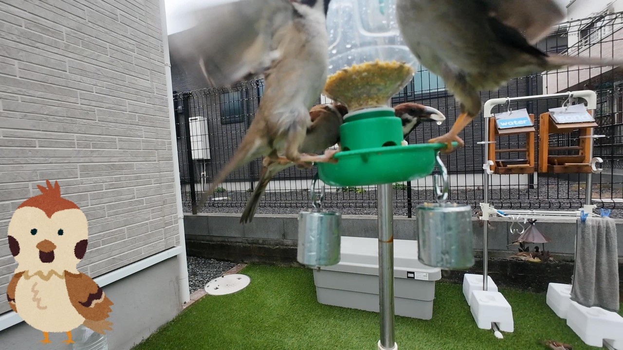 2026/02/25 Sparrow's breakfast