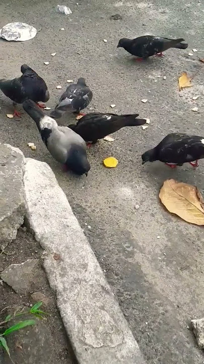 Canal Natureza: Galerias de Sagui - Iguinho